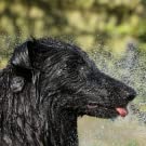Cão que toma um chuveiro