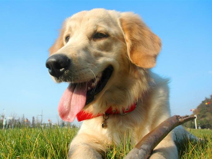 animal de estimação bag_2.jpg