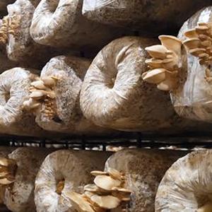 Os sacos crescentes do cogumelo autoclávico, sacos da ova do cogumelo, levantam-se sacos duráveis, fontes do jardim, respiráveis 4