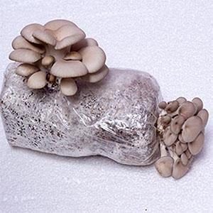 Os sacos crescentes do cogumelo autoclávico, sacos da ova do cogumelo, levantam-se sacos duráveis, fontes do jardim, respiráveis 8