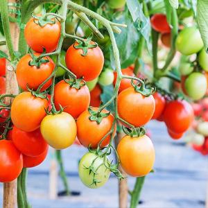 Esteira do controle de ervas daninhas, vegetação rasteira, cama de flor, palha de canteiro, Pavers, afiação, estacas do jardim, barreira da erva daninha, paisagem 17